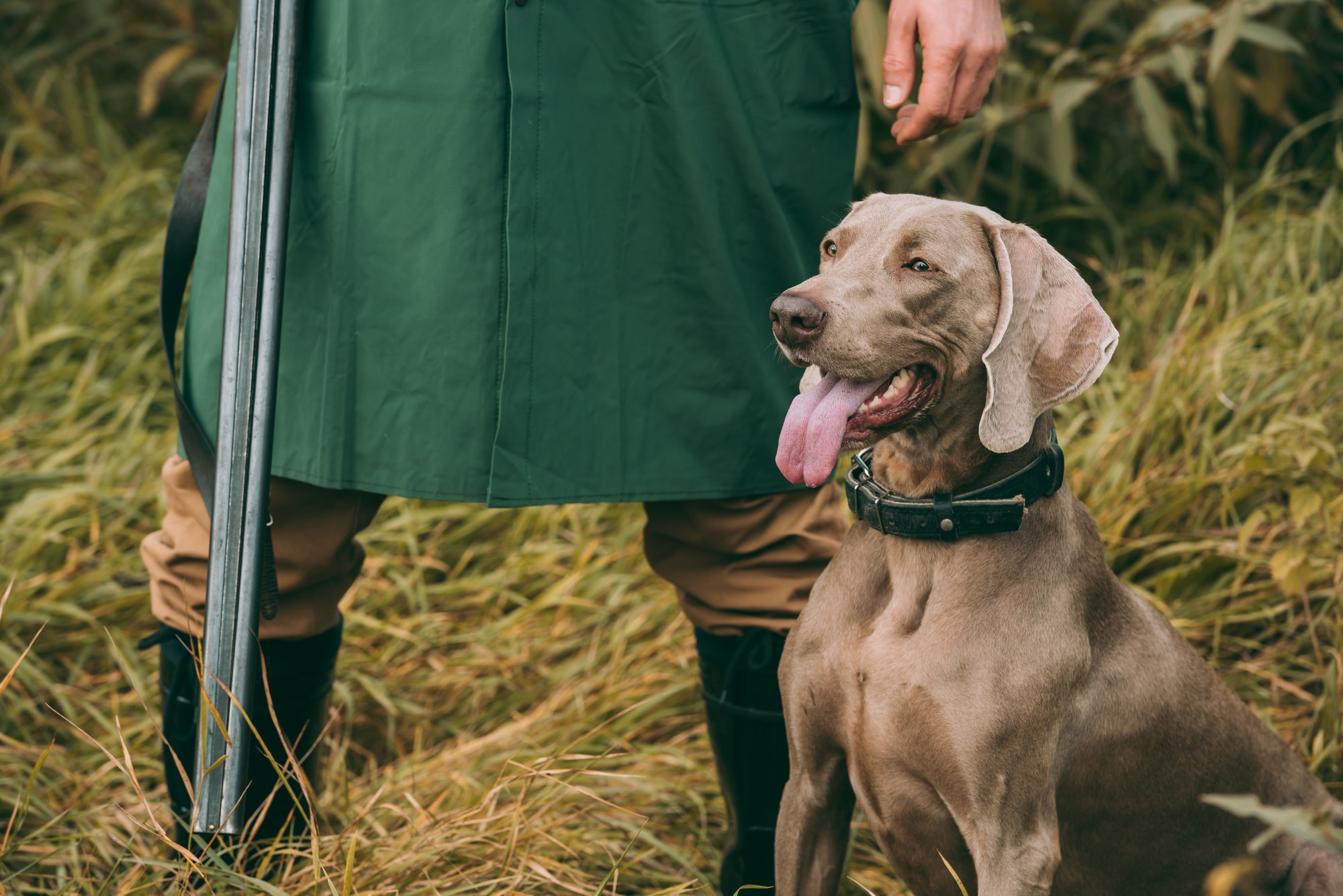 Cropped image of man in raincoat standing with a hunting dog and gun